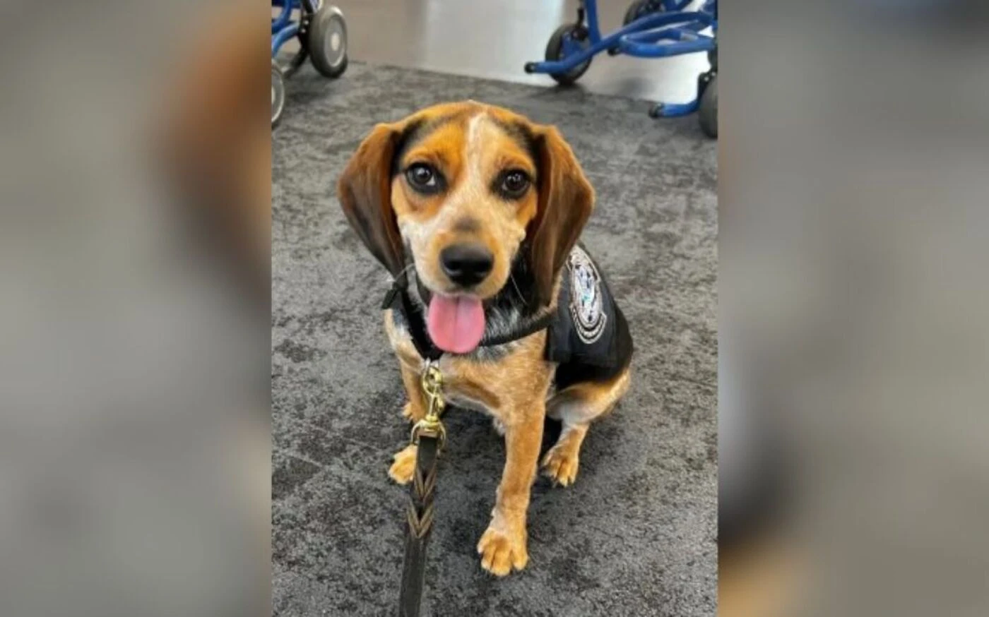 Chien des douanes attaqué à l’aéroport : le beagle Freddy victime d’un coup de pied après avoir flairé une valise