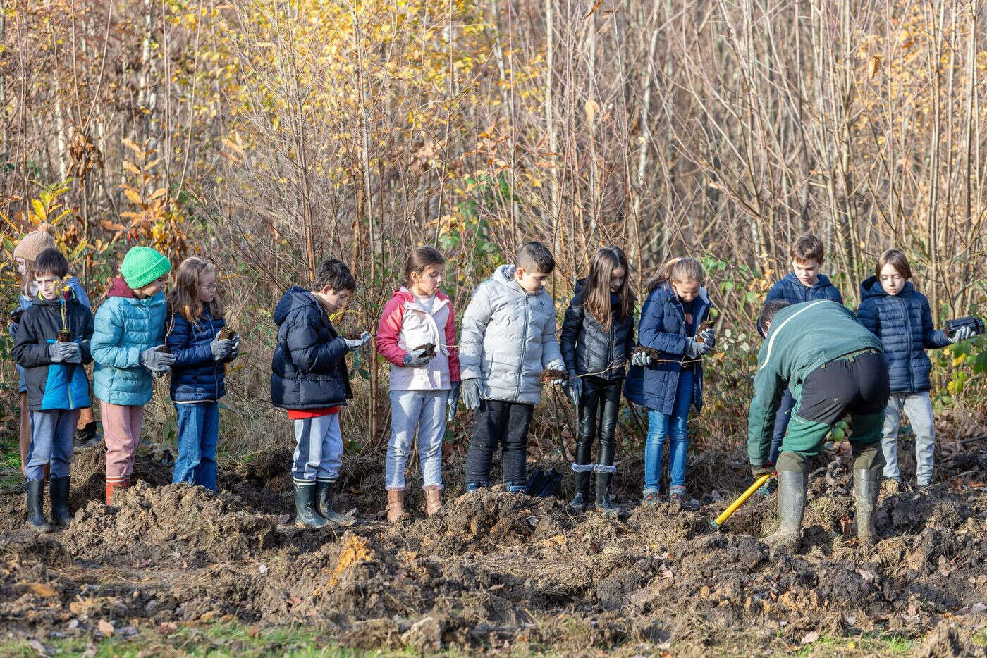 Clamart : des arbres replantés dans le bois pour effacer les dernières traces des lignes haute tension