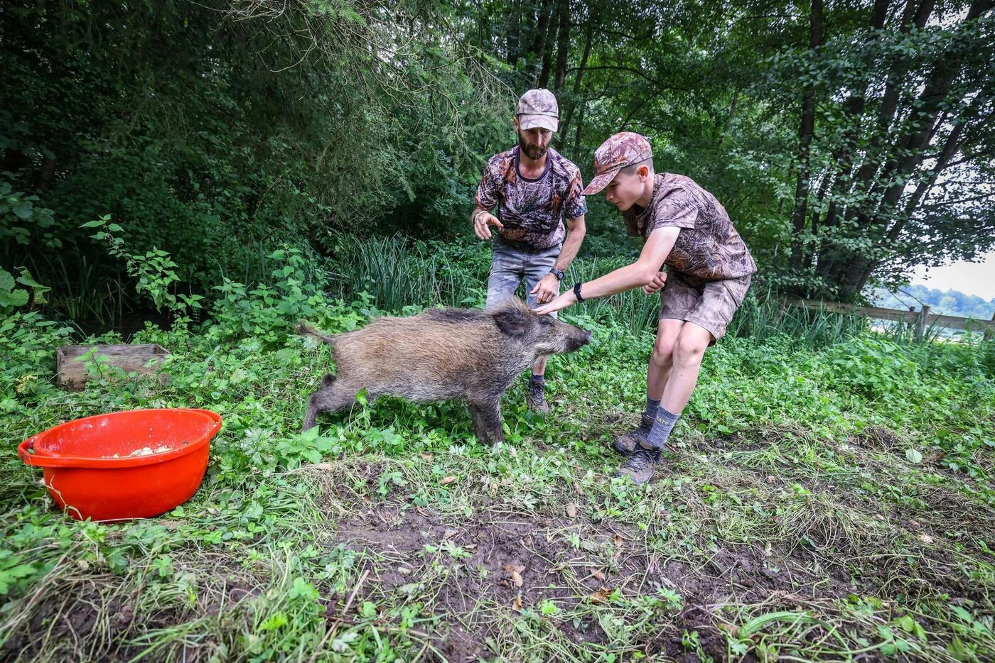 « Sauvons Louloutte » : cette famille de chasseurs du Doubs a recueilli un marcassin et l’a sauvé de l’abattoir