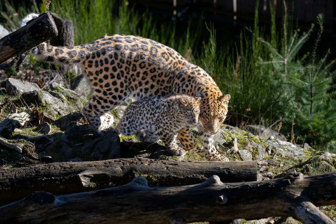 Le Parc animalier d’Auvergne, futur sanctuaire mondial pour espèces menacées