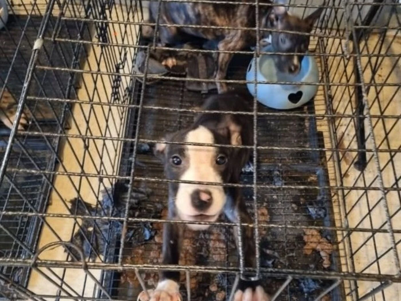 Élevage clandestin : six chiens maltraités et vendus illégalement sur Leboncoin saisis à Savigny-sur-Orge