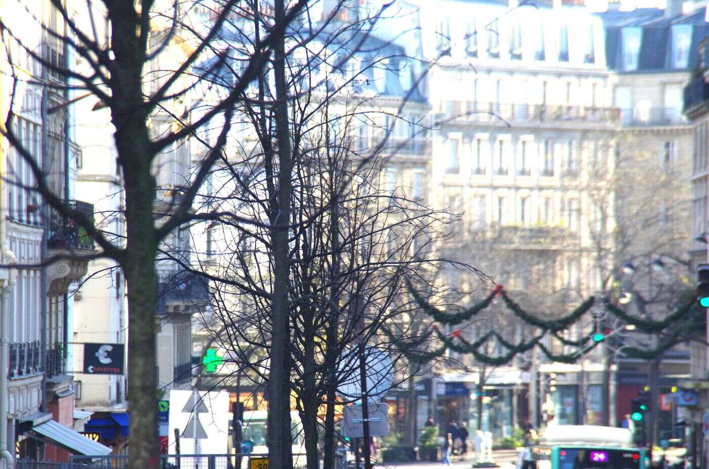 « Gestion chaotique » ou « transparence » exemplaire : la Ville de Paris prend-elle suffisamment soin de ses arbres ?