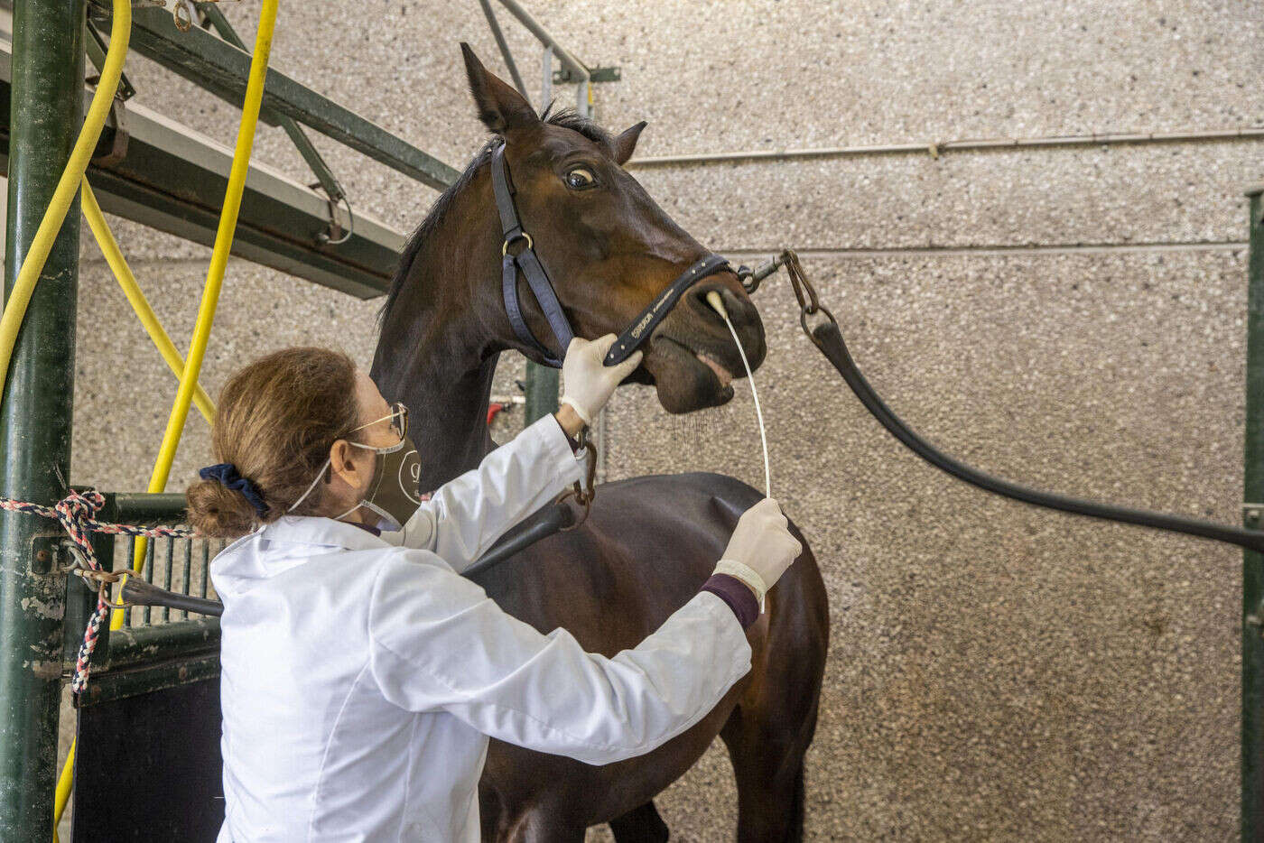 Un virus tueur de chevaux progresse dans l’ouest de la France, le Salon du cheval de Paris sous surveillance