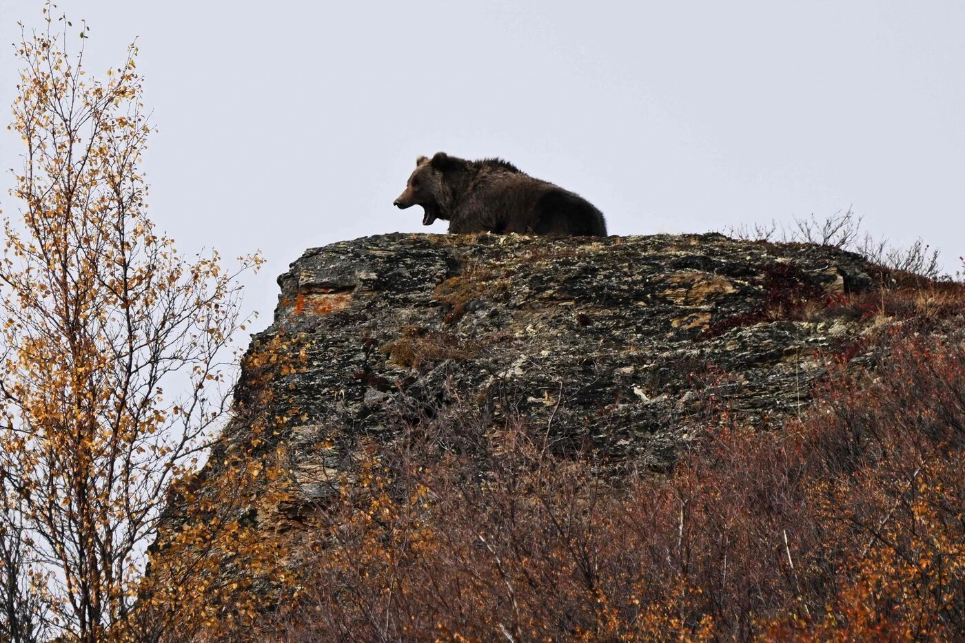 Une femme attaquée et gravement blessée par un ours lors de son jogging matinal en Alaska