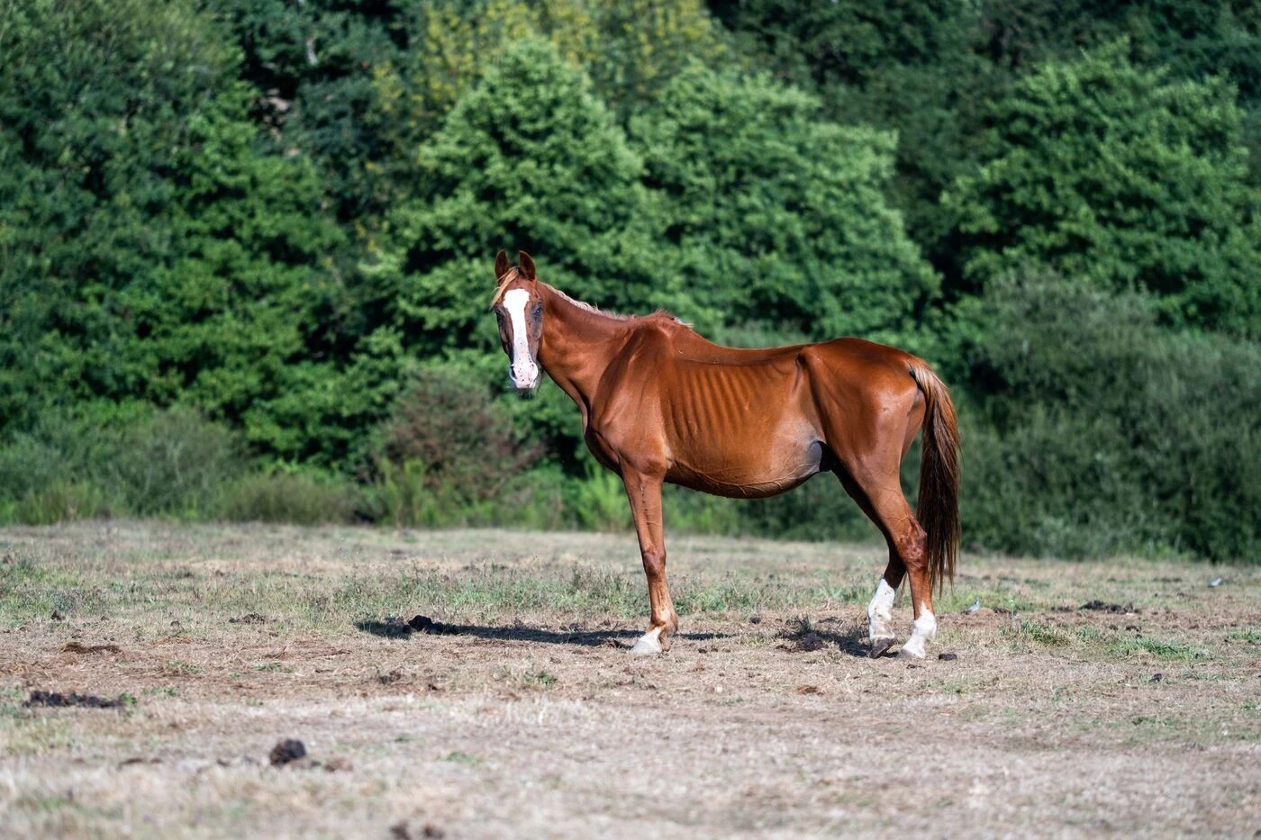 Seize chevaux en détresse exfiltrés d’un élevage en Mayenne