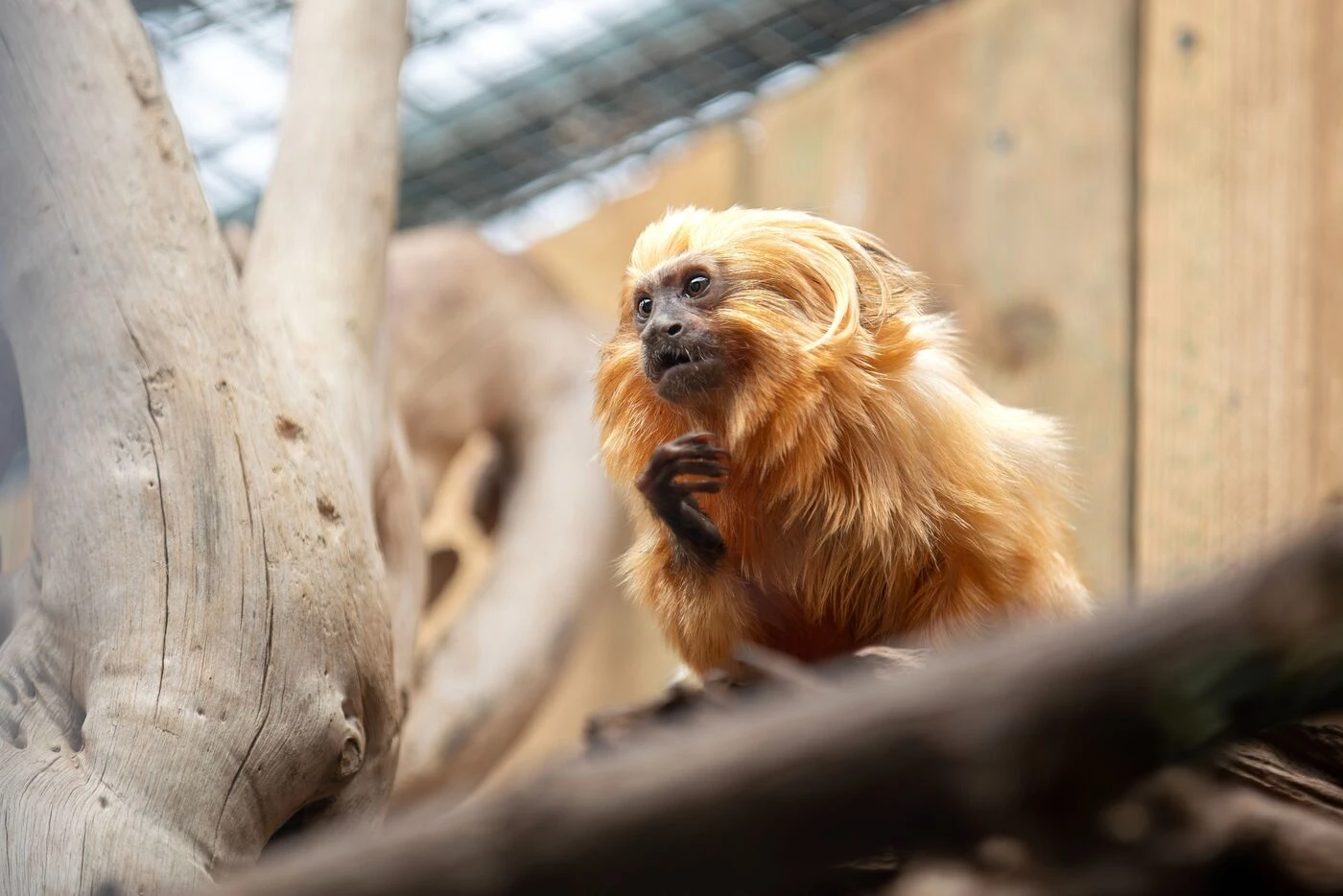 « On ne sait pas ce qu’elle a vécu » : un des 17 singes volés en 2015 revient au ZooParc de Beauval