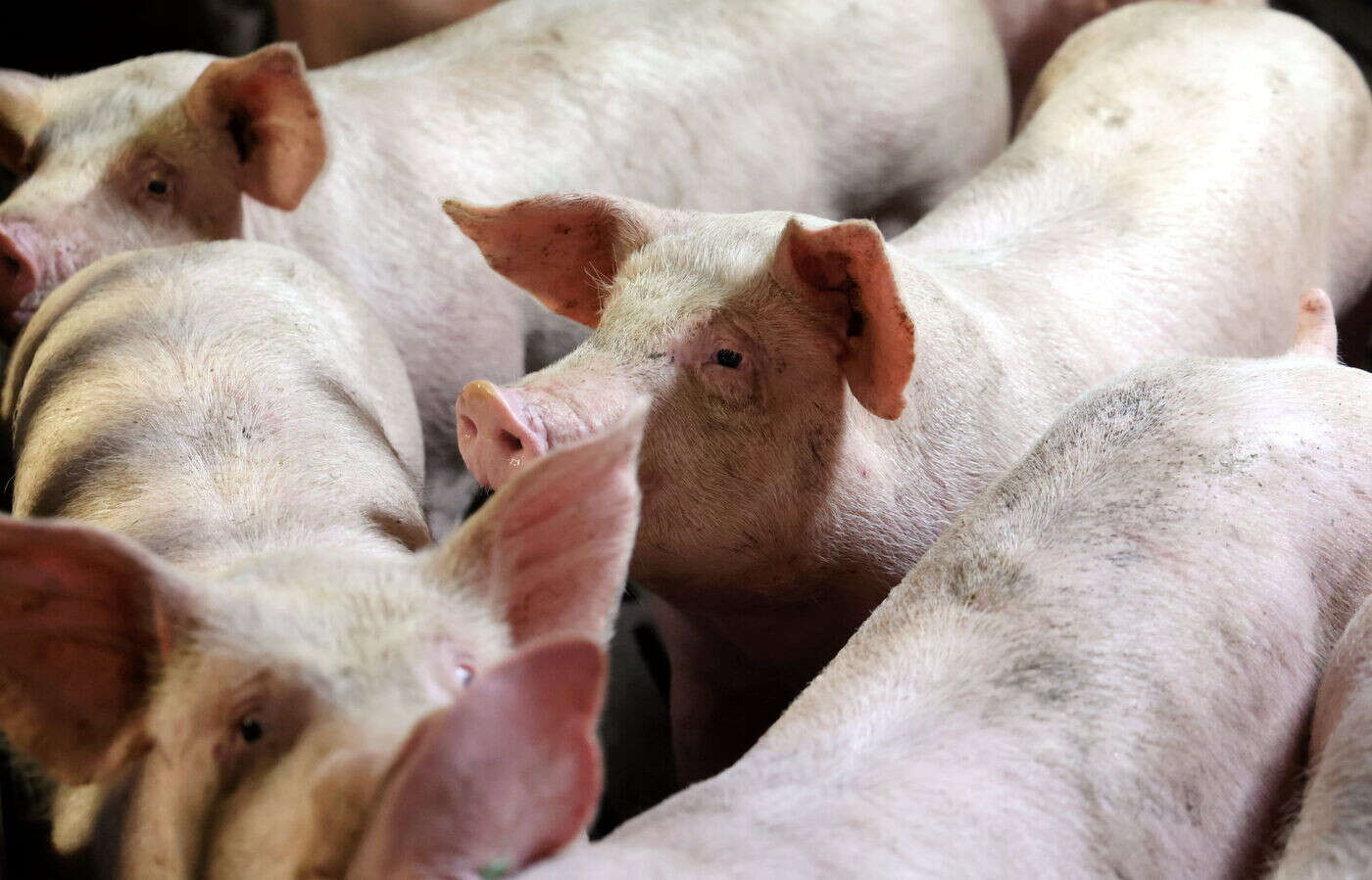 Maltraitance animale : L214 porte plainte contre Lidl France et deux élevages porcins