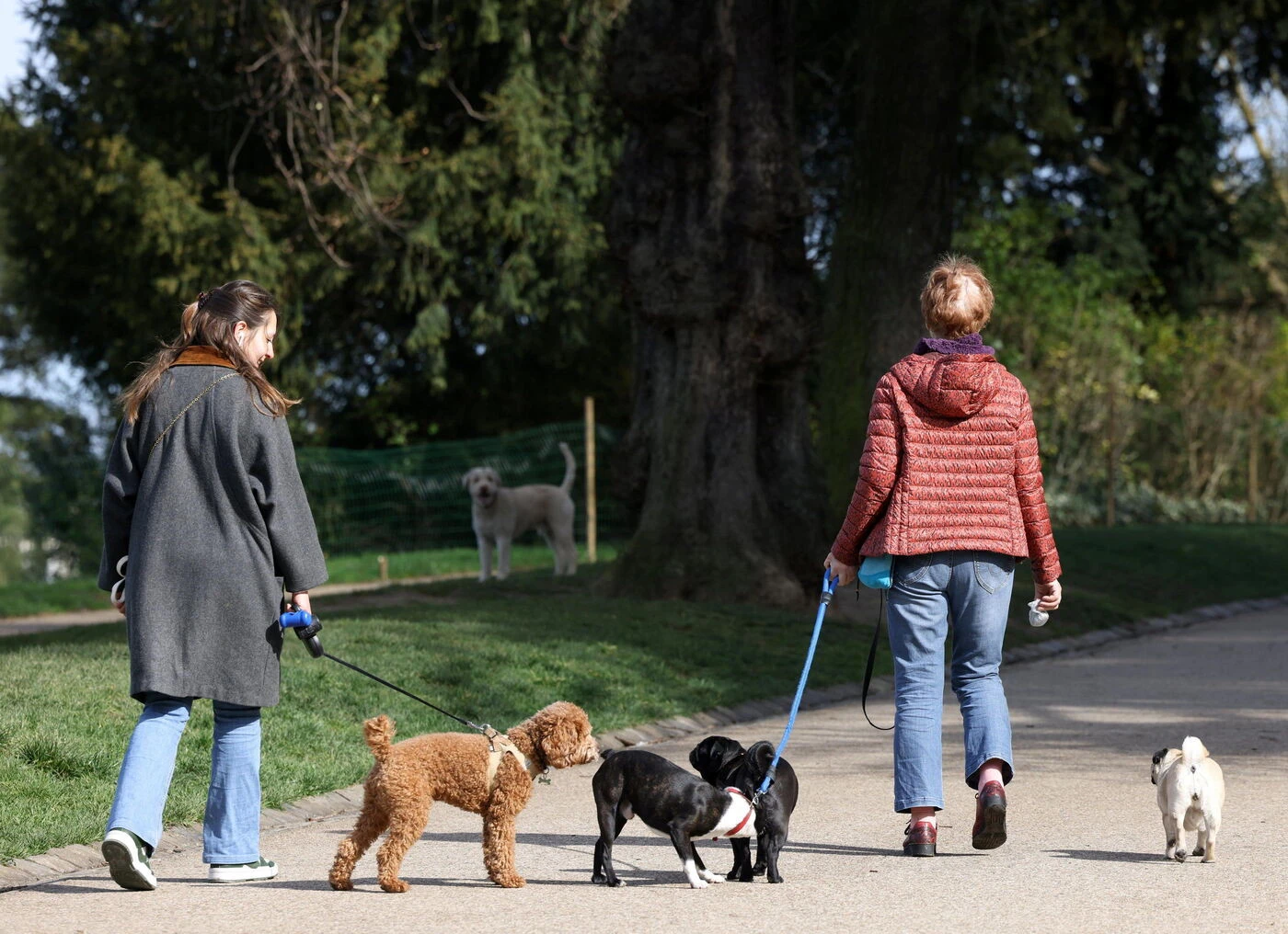 Ce « Tinder des animaux » créé dans le Tarn fait matcher chiens, chats mais aussi lapins, chevaux et serpents !