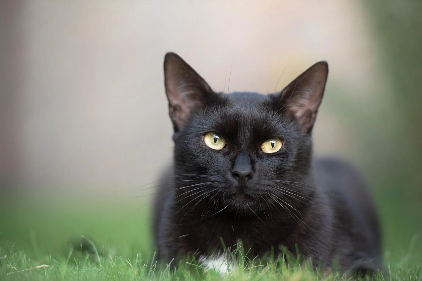 Pour éviter des « rituels » et des « utilisations irresponsables », une ville espagnole interdit l’adoption de chats noirs avant Halloween
