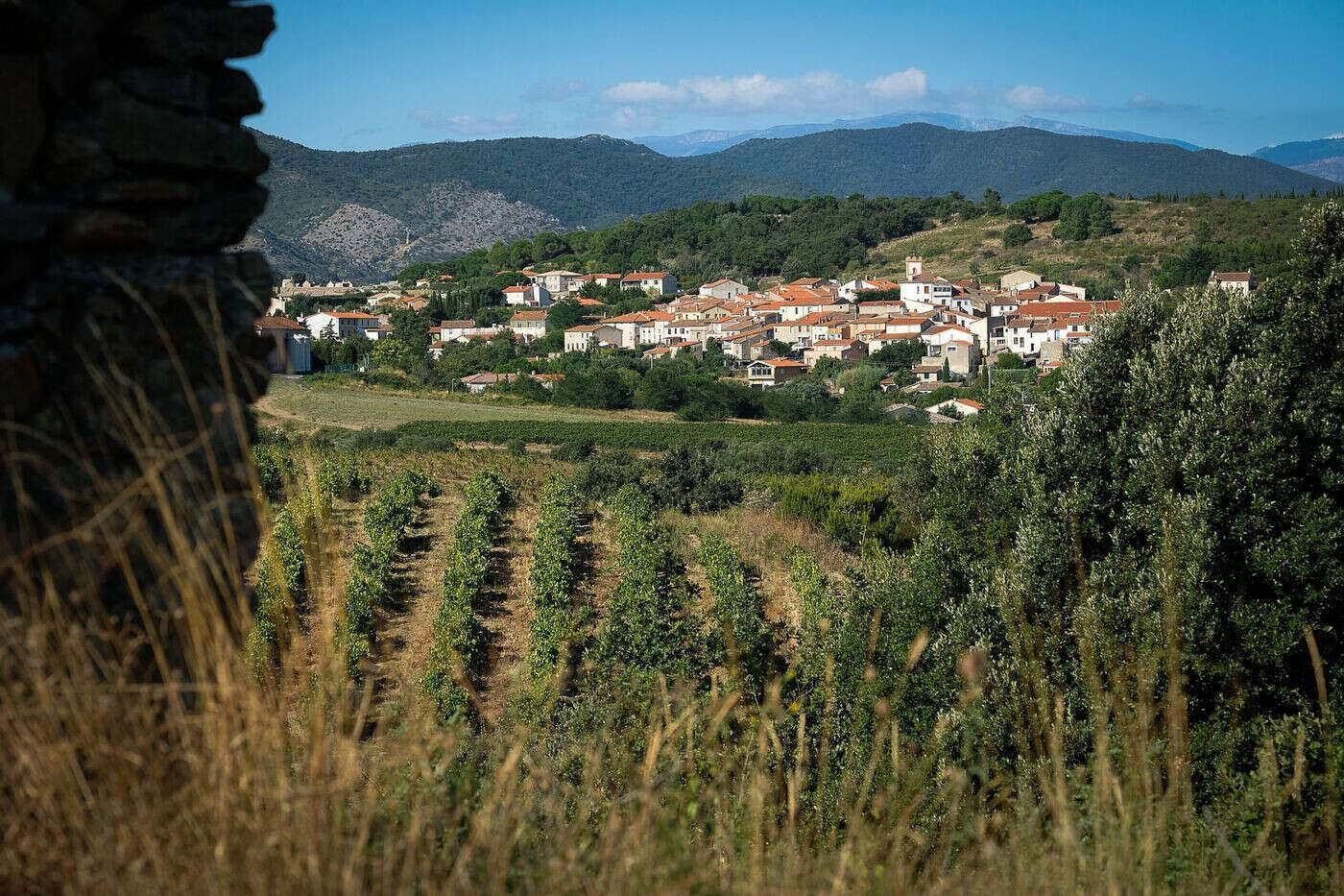 Arrachage des vignes dans les Pyrénées-Orientales : ce sera moins pire que prévu