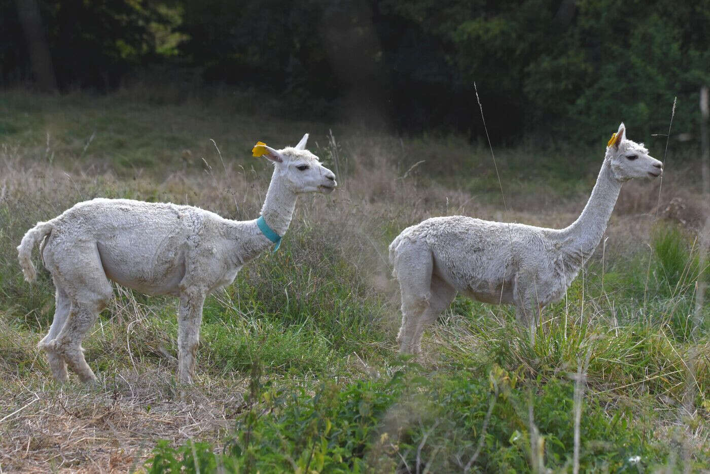 Hérault : un lama tué par un loup ?