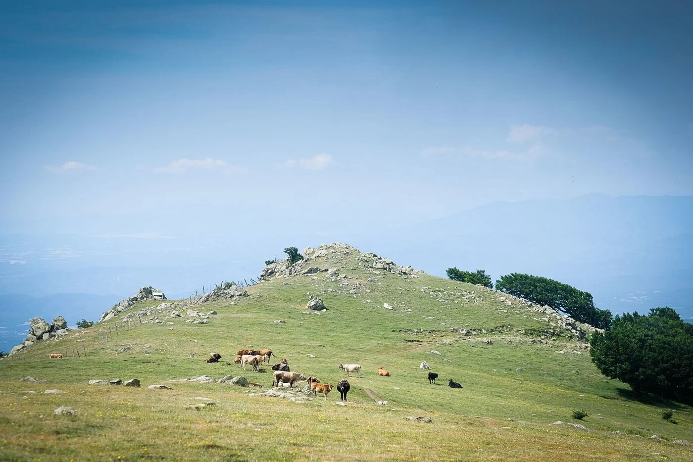 Maladie des bovins : un nouveau foyer de DNC dans les Pyrénées-Orientales, au pied du massif du Canigou