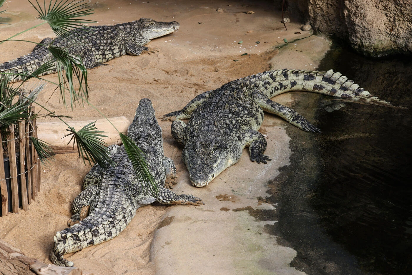 « Une exécution pure et simple » : Israël abat 200 crocodiles jugés dangereux dans une ferme de Cisjordanie