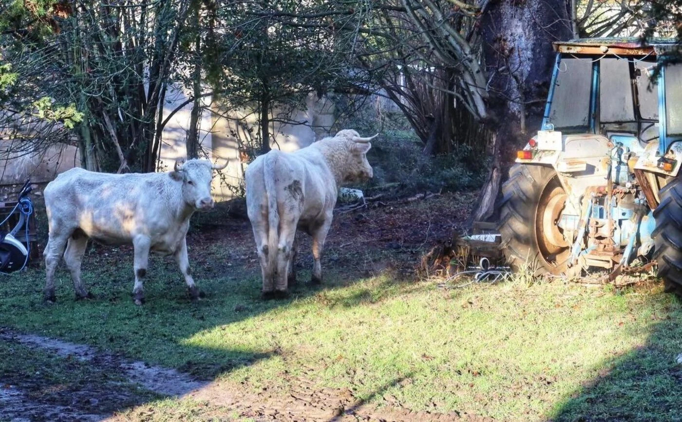 Dermatose bovine : les Pyrénées touchées après les Alpes et le Jura, une réunion de crise prévue vendredi
