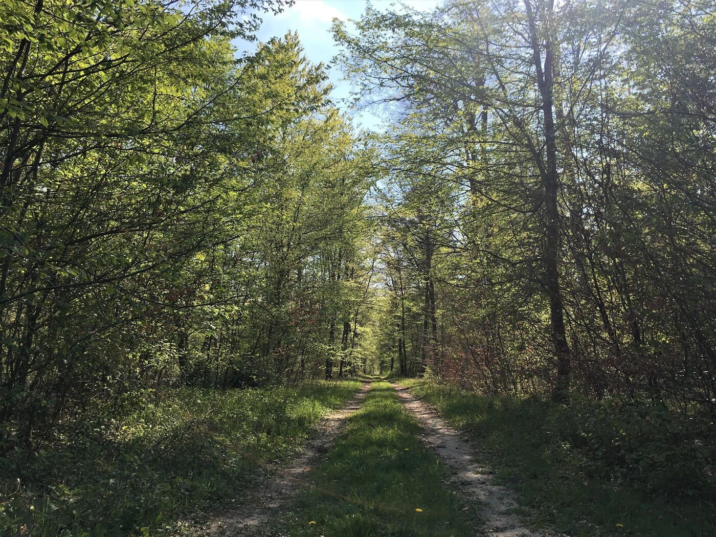 Meurthe-et-Moselle : un père condamné à 18 mois de prison avec sursis pour avoir tenté d’abandonner son enfant en forêt