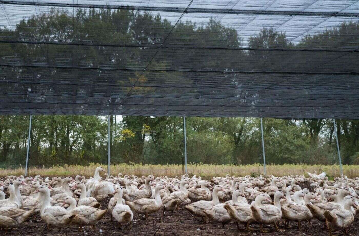 Des scientifiques toulousains créent un modèle pour mieux tracer la grippe aviaire dans les élevages