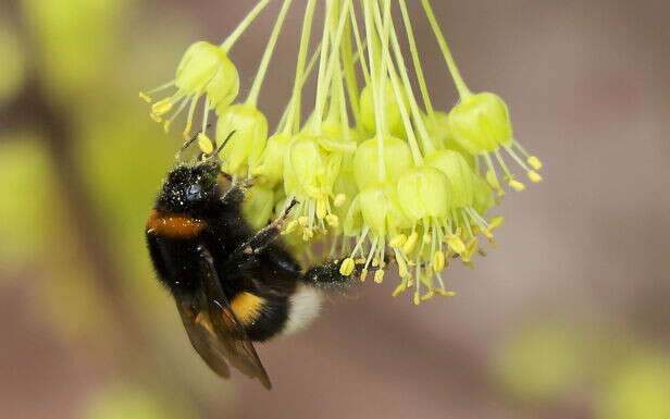 Insectes : avec le réchauffement climatique, les pollinisateurs ont le bourdon 