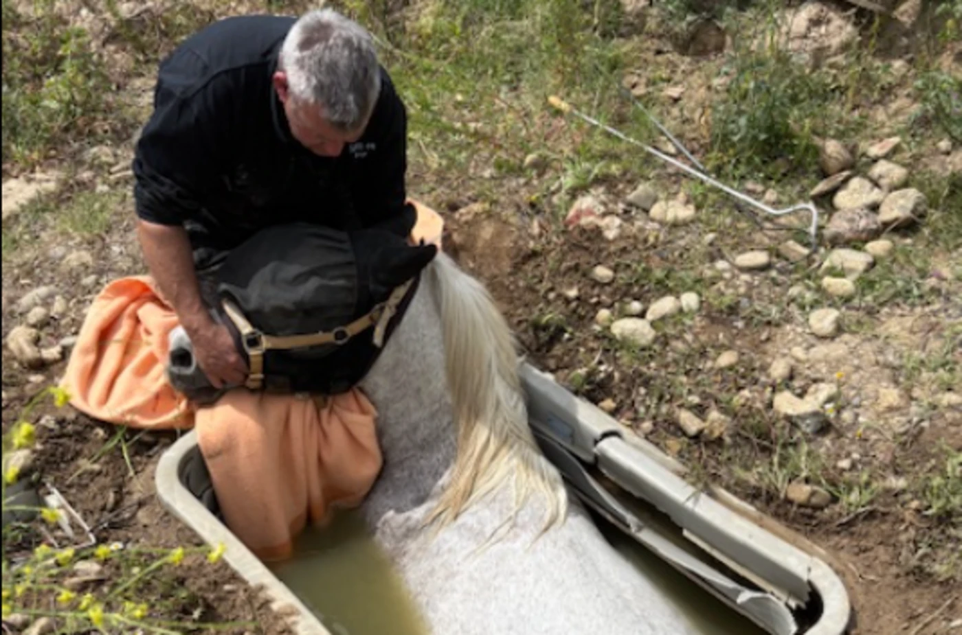 La cuve a cédé sous son poids : un cheval piégé dans une cuve pendant 5 heures secouru près de Perpignan