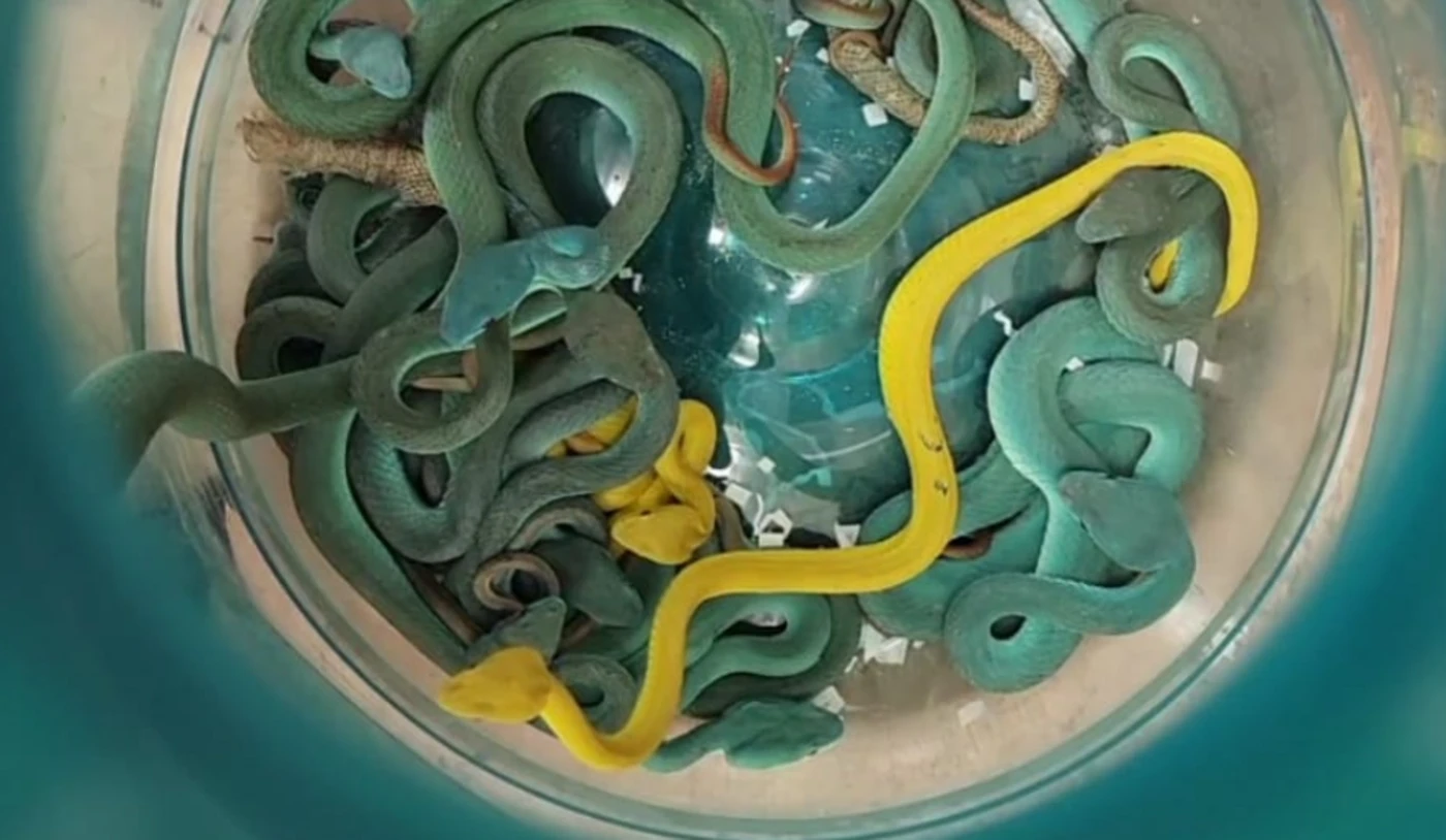Le passager d’un avion dissimule dans ses bagages des dizaines de serpents venimeux et des tortues exotiques
