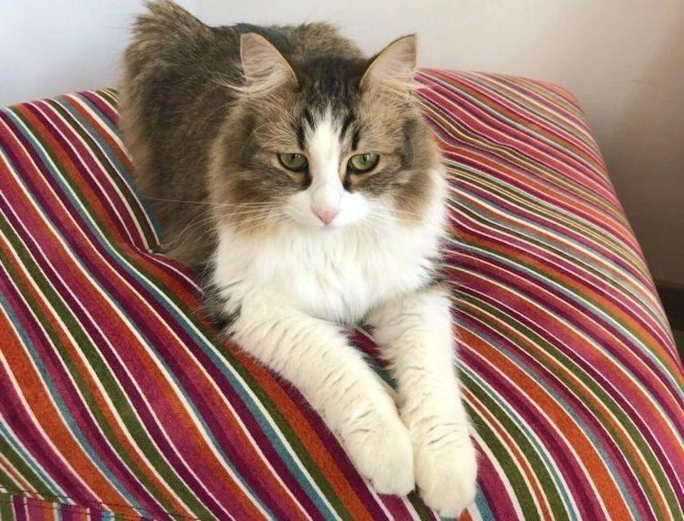 La SNCF retarde ses trains pour sauver les animaux sur les rails : « Neko n’est pas mort pour rien »