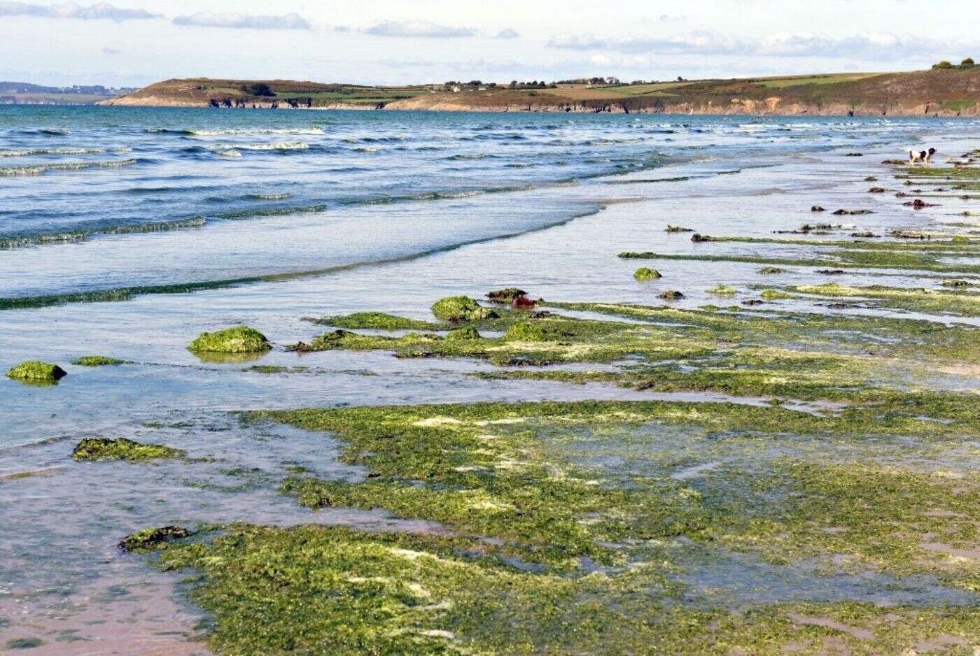 Algues vertes en Bretagne : la justice ordonne à l’État de renforcer son action contre les pollutions aux nitrates