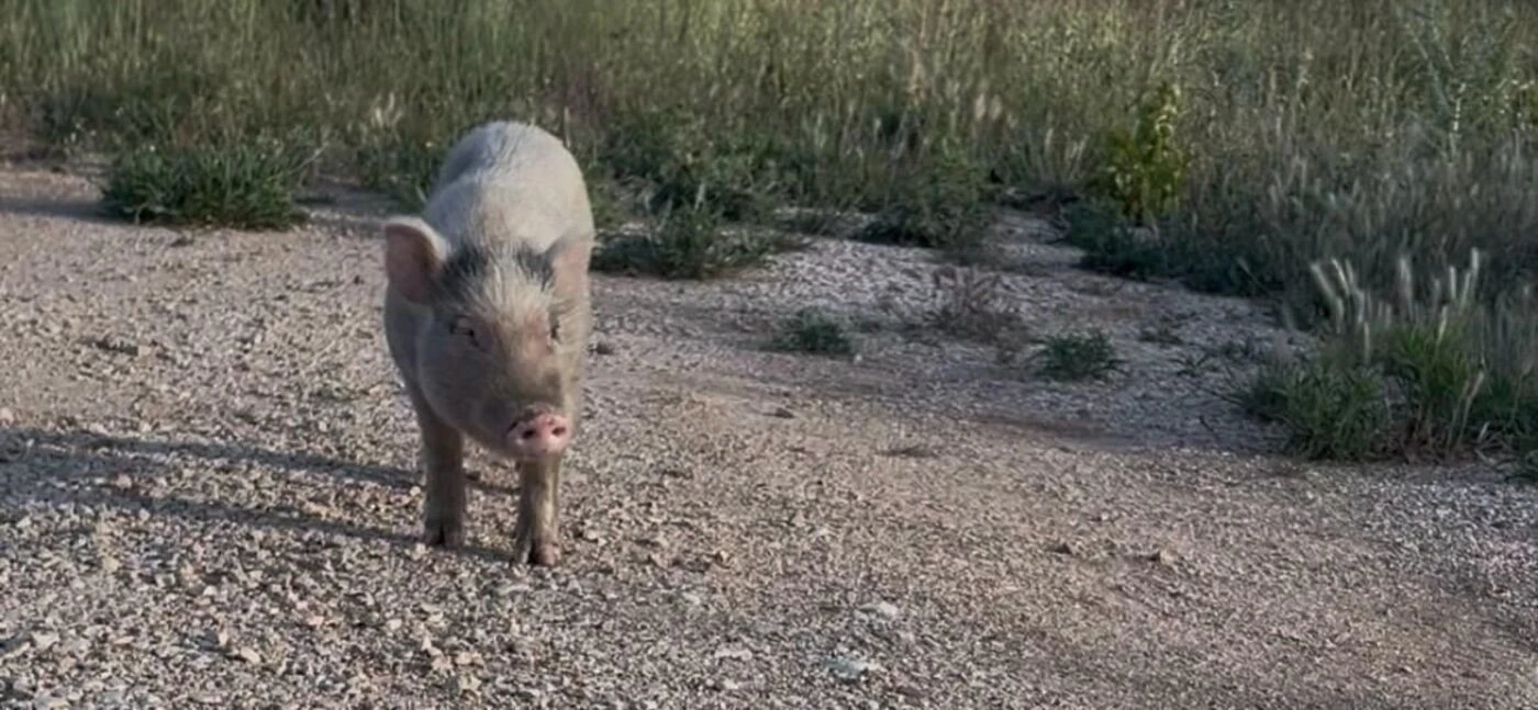 Cherche bénévoles pour capturer un cochon abandonné sur une route fréquentée des Bouches-du-Rhône