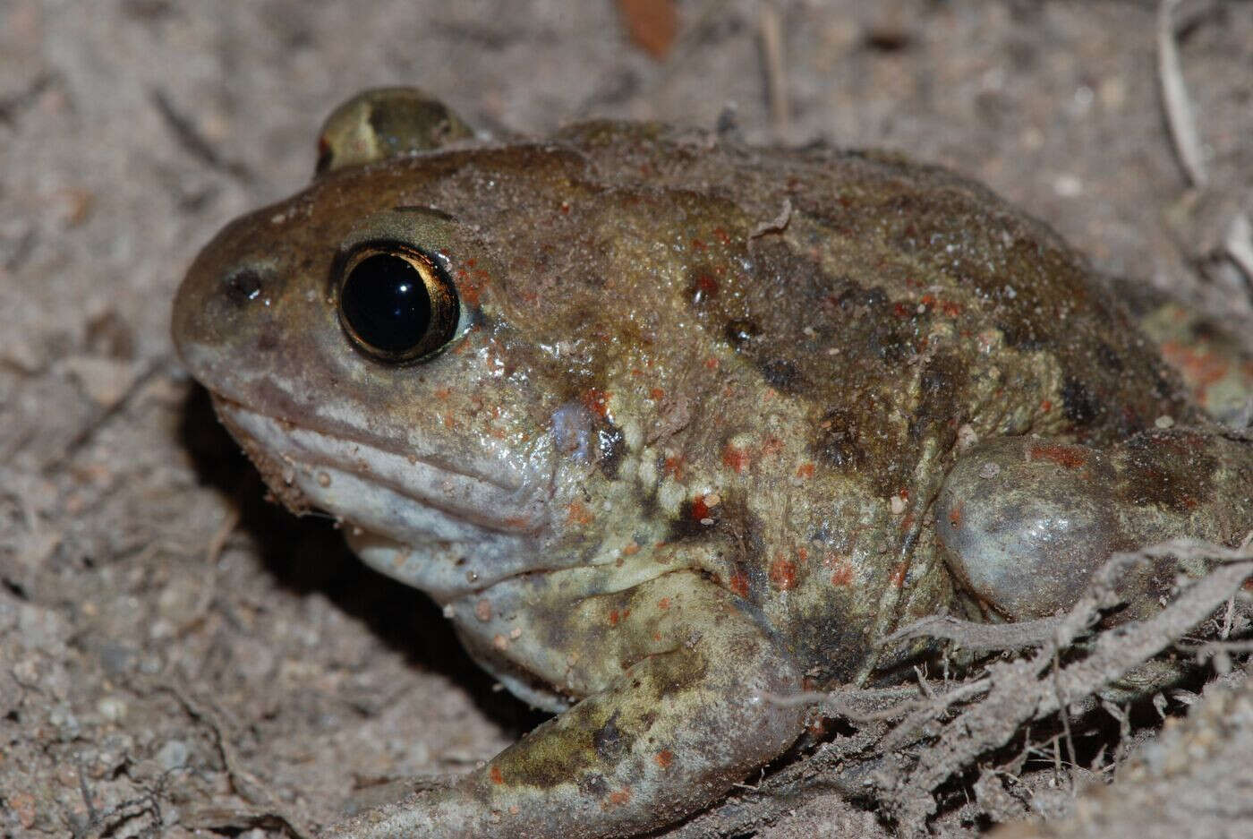 En Sologne, des crapauducs en construction pour préserver une espèce de crapaud très rare en France