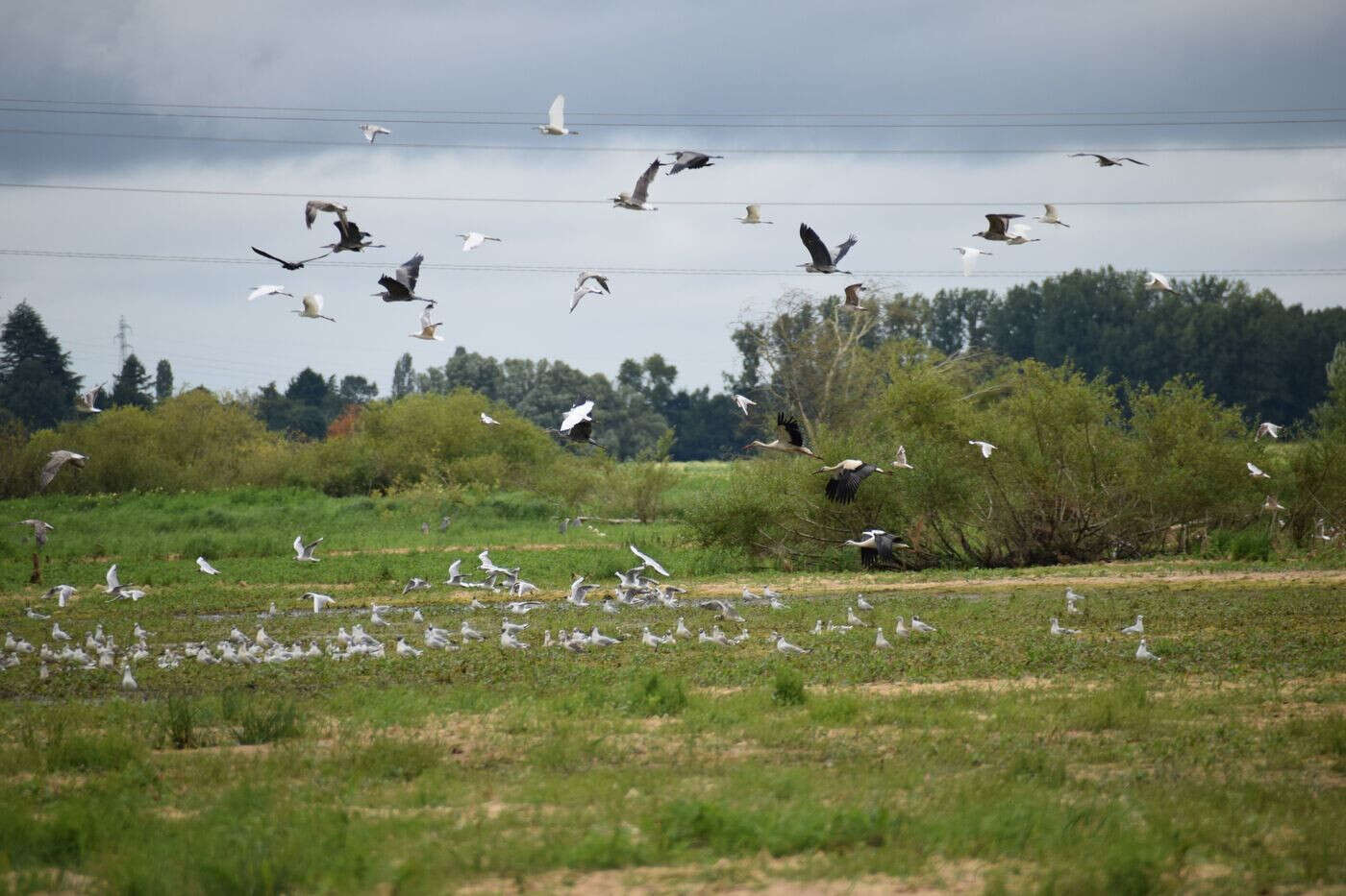 Un radar dans les Pyrénées-Orientales pour mieux comprendre le vol des oiseaux