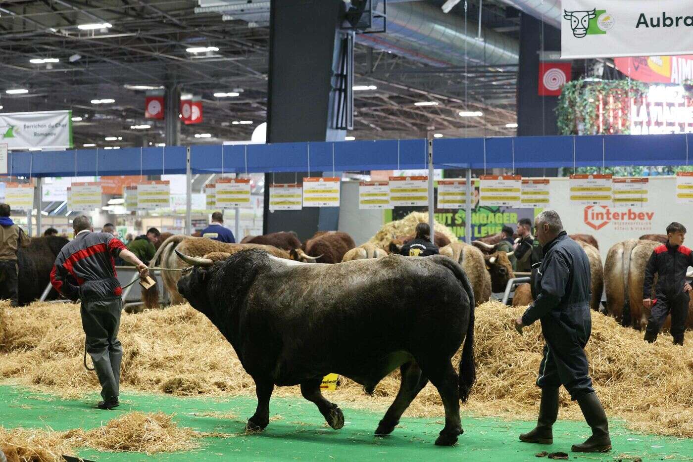 Prix du billet, horaires et concours de choucroute : ce qu’il faut savoir sur le Salon de l’agriculture 2025