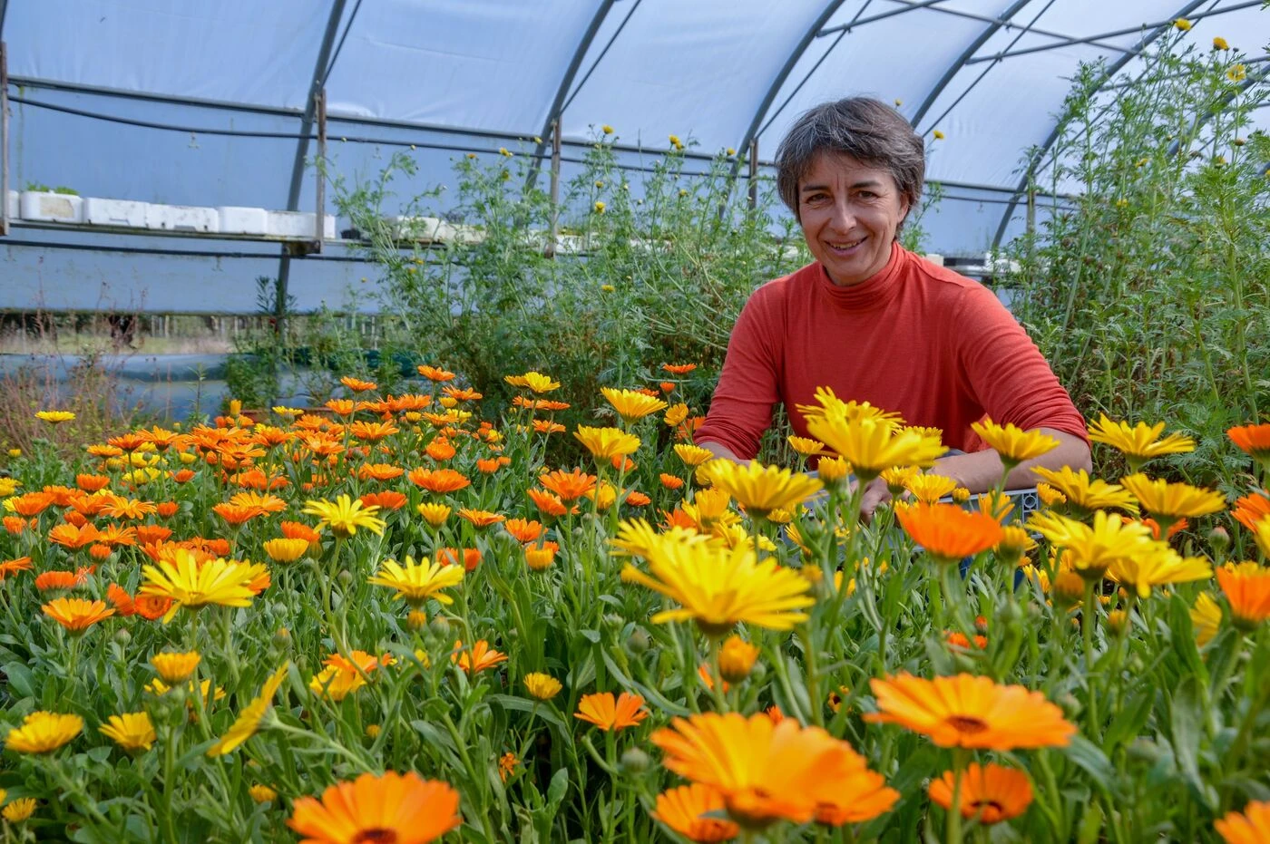Des fleurs à déguster : dans l’île de Ré, une agricultrice ouvre les portes de son jardin comestible