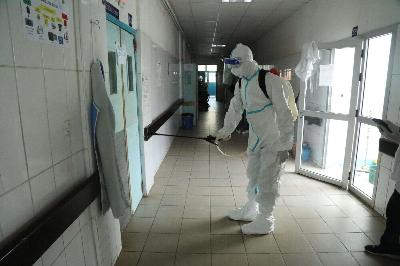 Ebola : la guérison d’un singe grâce à un traitement suscite des espoirs, selon une étude