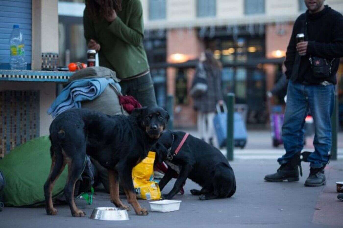 « J’ai sauvé ce chien » : une vétérinaire américaine pense recueillir l’animal mais est accusée de l’avoir volé à un sans-abri