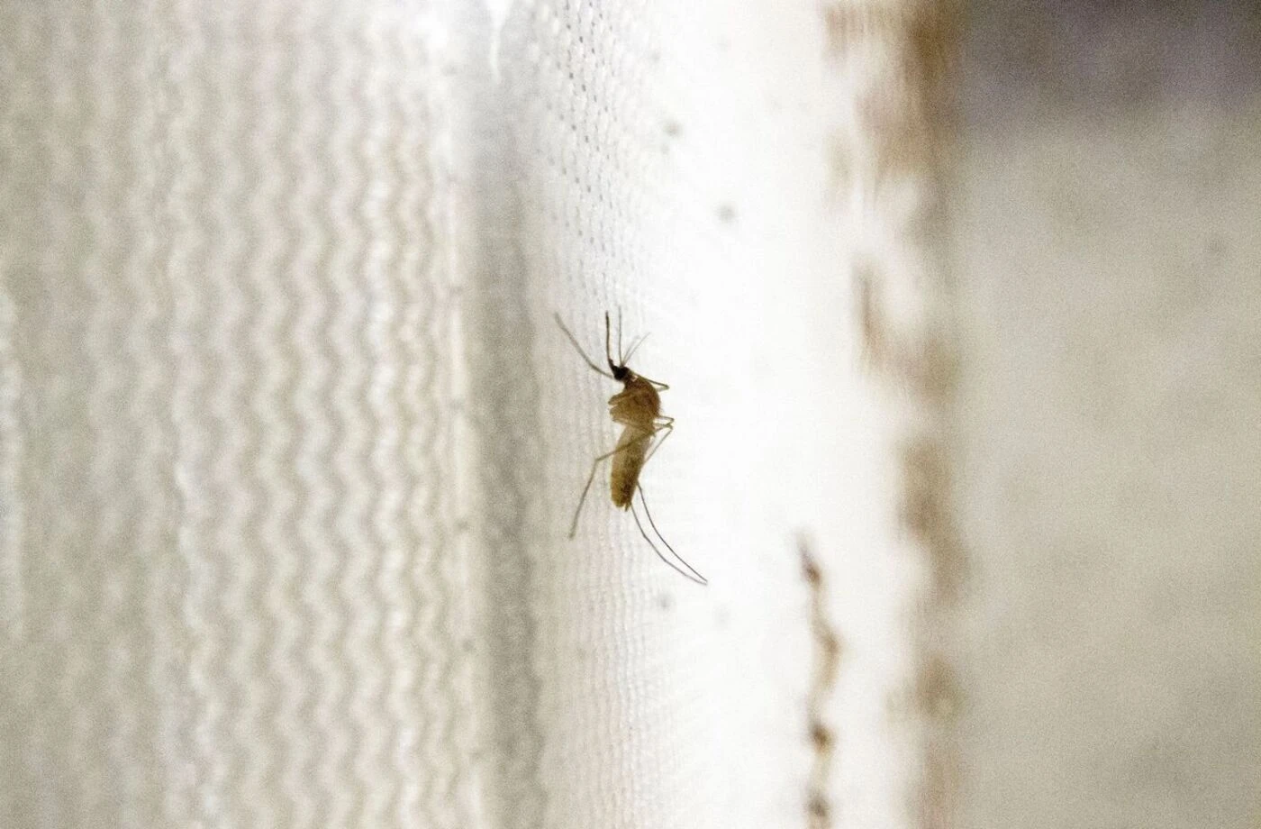 Virus du Nil occidental : les deux malades détectés en Seine-Saint-Denis sont sortis de l’hôpital