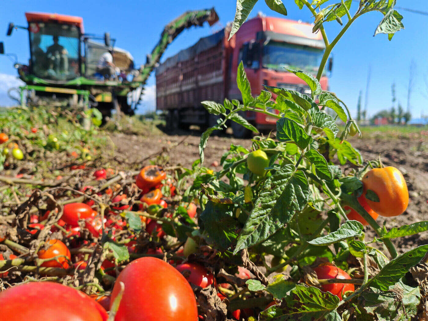 C’est quoi cette « polémique de la tomate », qui tend les relations entre la France et le Maroc au Salon de l’agriculture