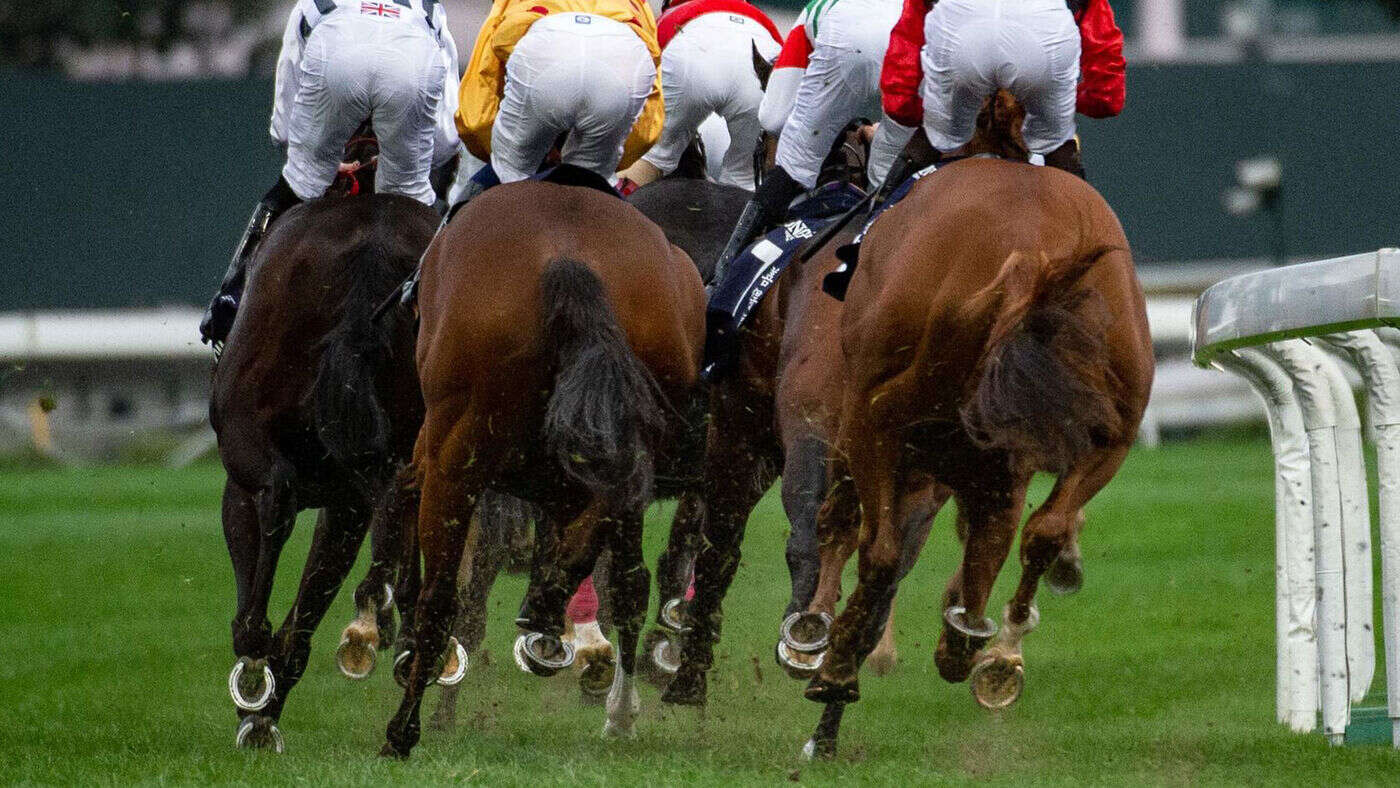 « Tout le monde s’est lancé à sa poursuite » : quand un cheval désarçonne sa cavalière et s’enfuit sur 4 km