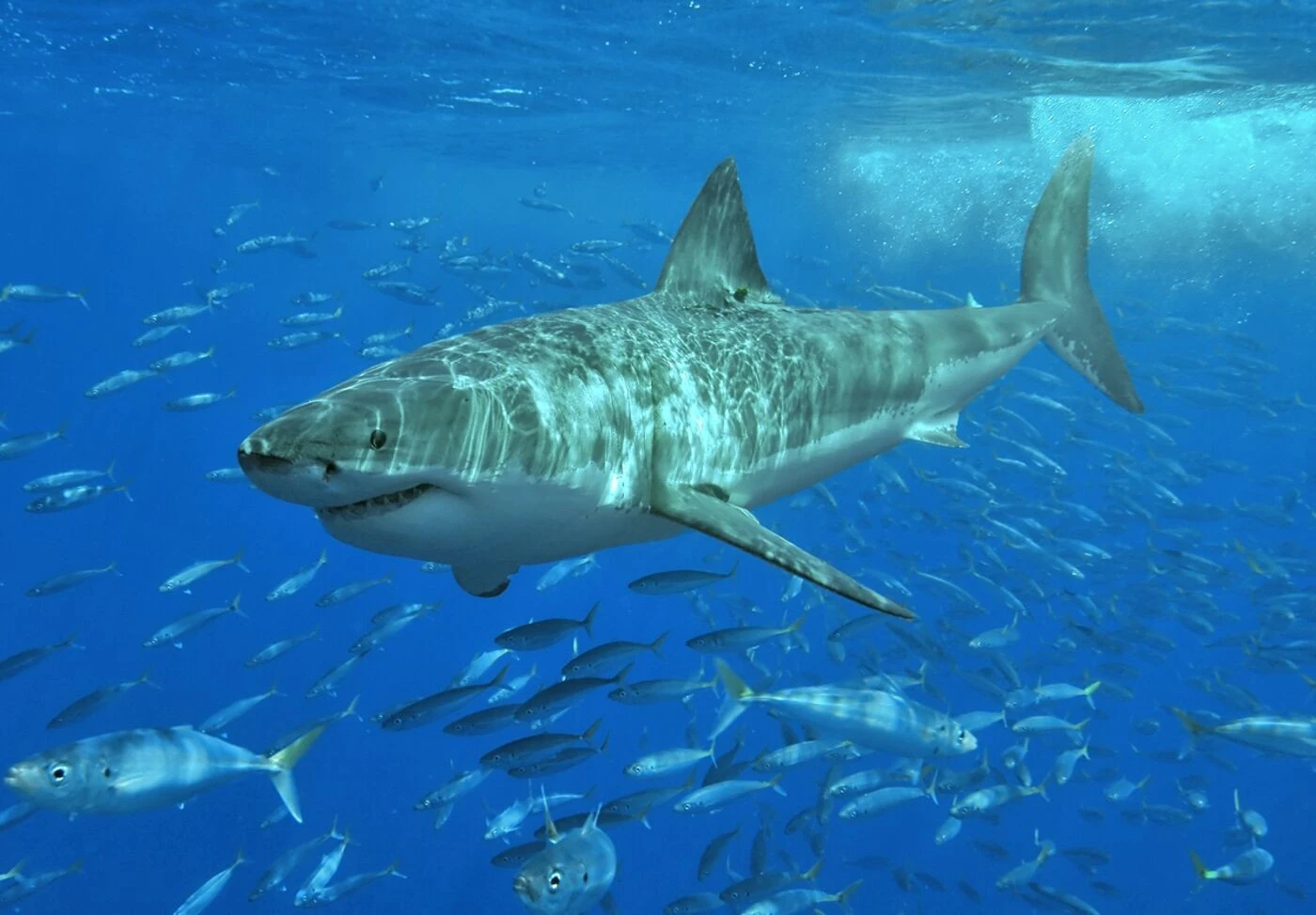 « Une morsure extrêmement puissante à la tête » : un biologiste survit miraculeusement à une attaque de requin au Costa Rica