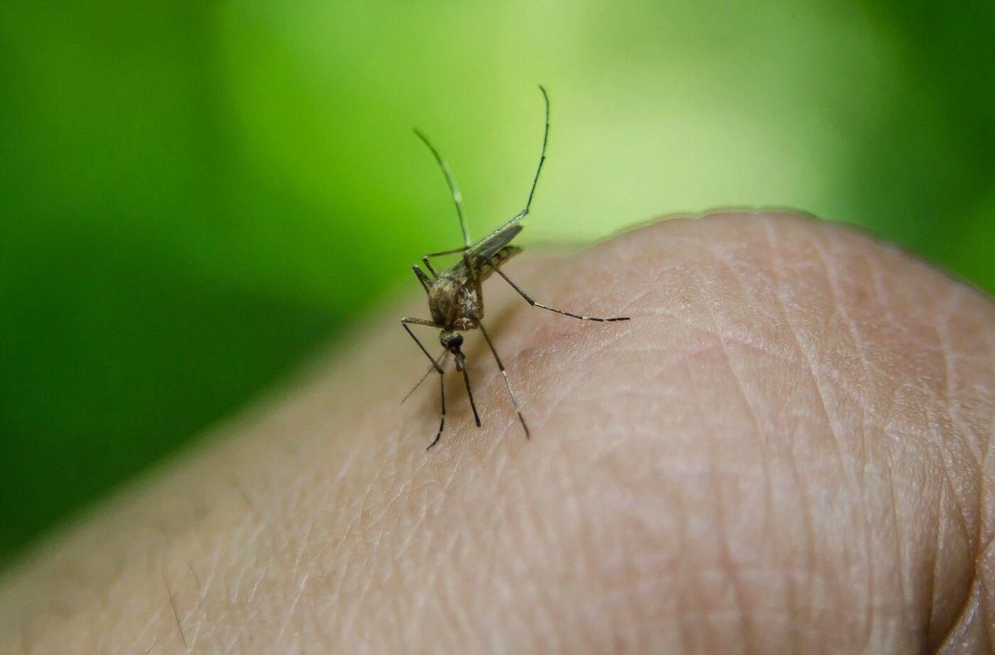 Virus du Nil occidental : deux premiers cas autochtones détectés en Île-de-France