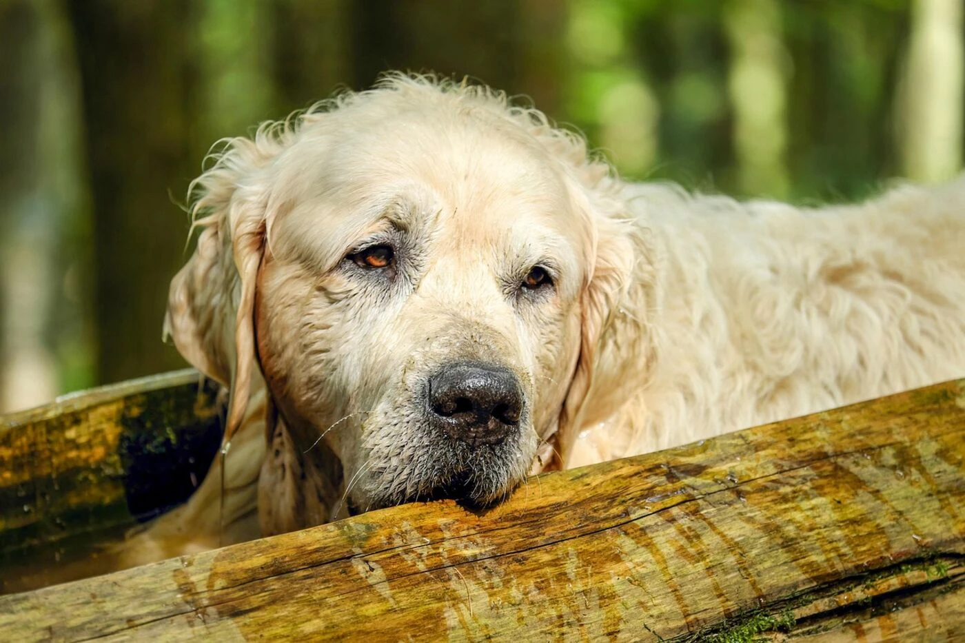 Ivre, il provoque la mort de ses quatre chiens en les oubliant dans sa voiture