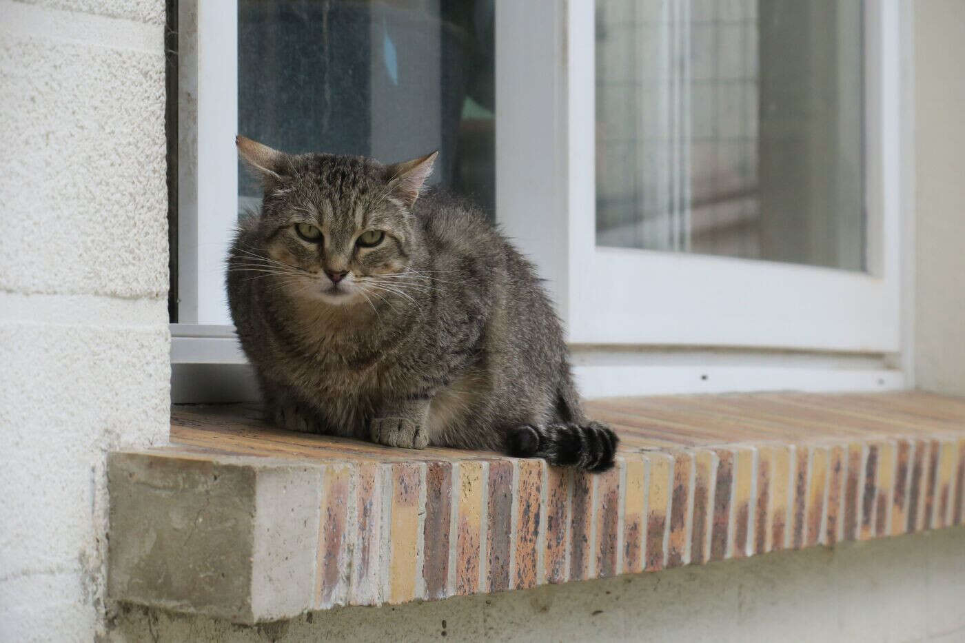 « On ne l’avait jamais revu » : un chat retrouvé vivant dans l’Ain… 11 ans après sa disparition