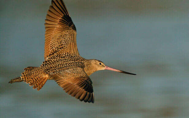 Barges, coucous, grives… Ces oiseaux migrateurs ont d’incroyables talents 