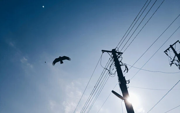 Des ultraviolets pour que les oiseaux repèrent les câbles à haute tension 