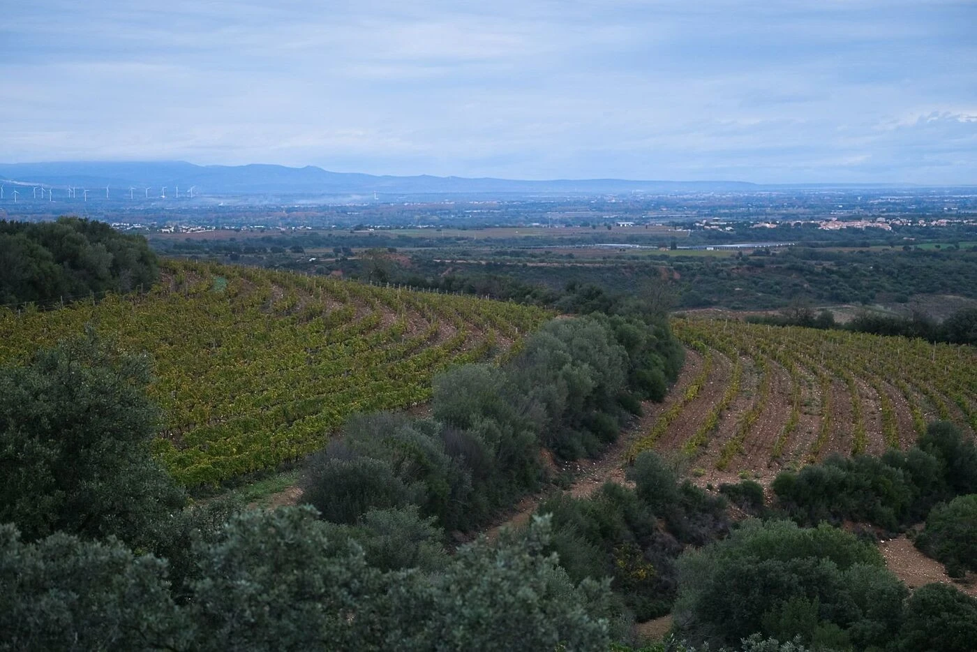 Une technique australienne permet de maîtriser la consommation d’eau des vignes dans les Pyrénées-Orientales