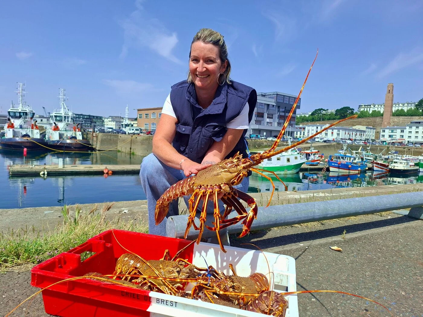 Sauvée de l’extinction : le revival de la langouste rouge en Bretagne !