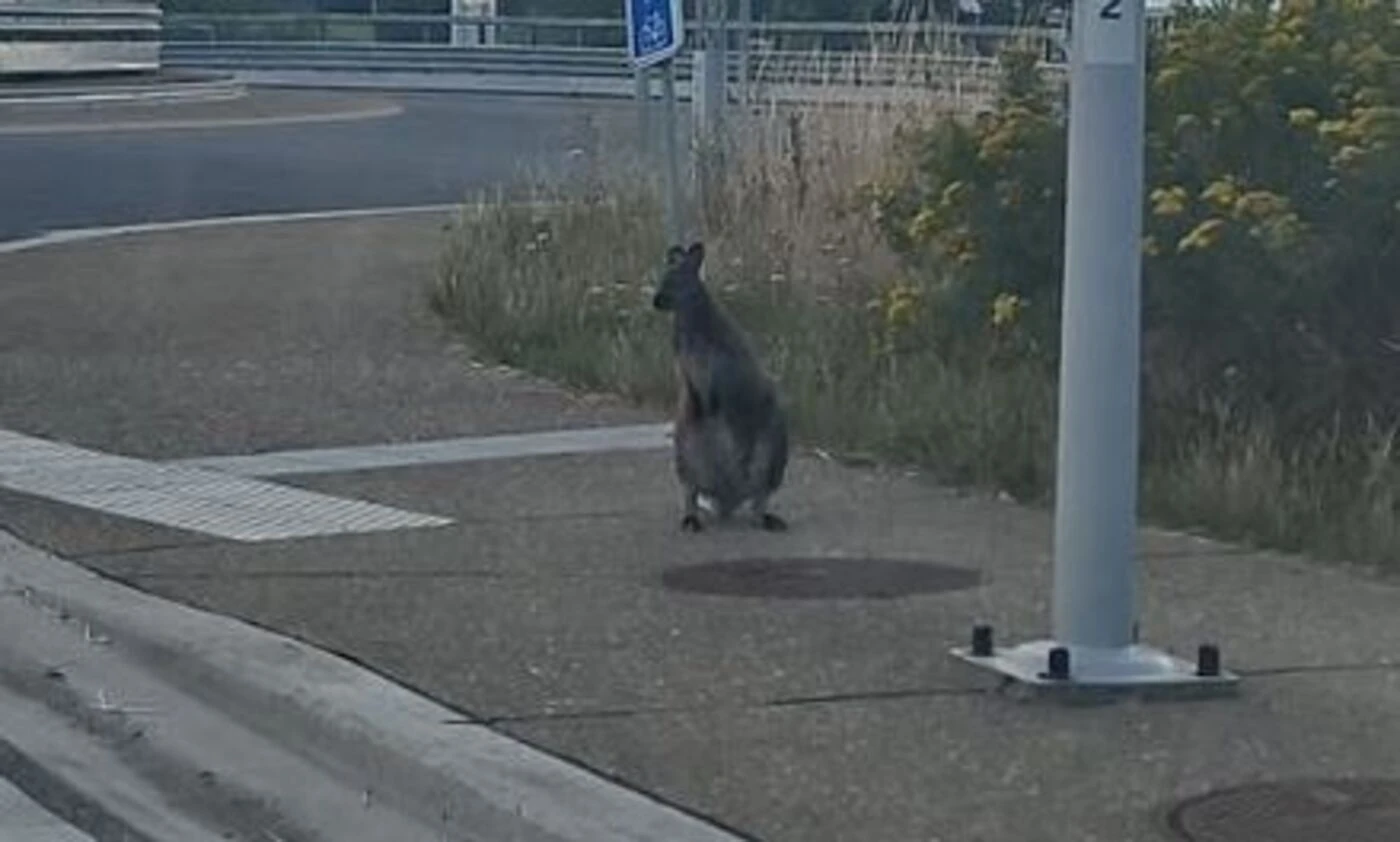 « L’animal est apeuré » : deux wallabies en fuite entre la France et la Belgique, la police mobilisée