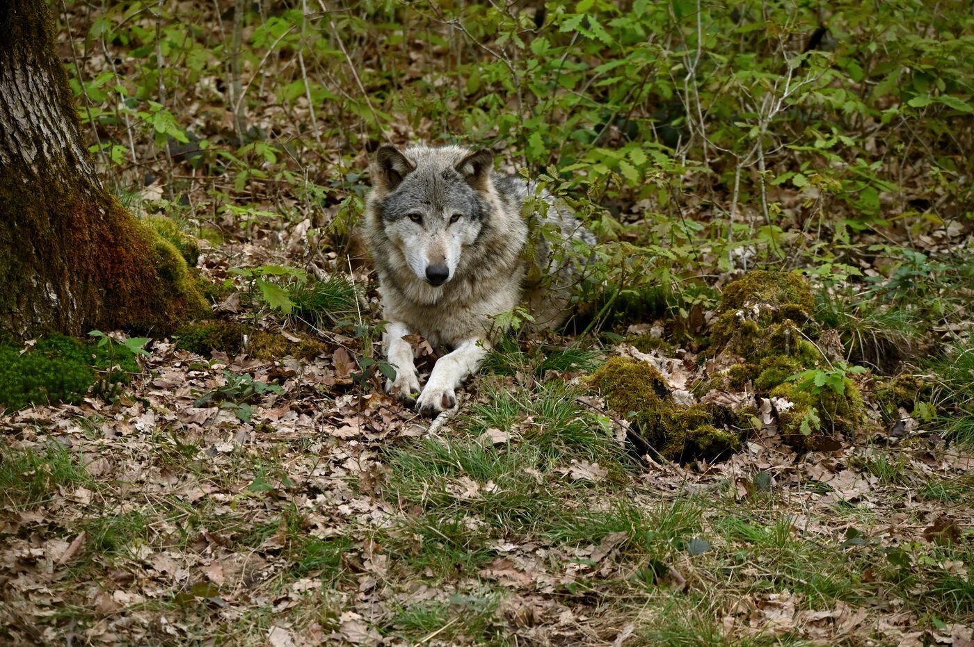 Et si vous passiez une nuit insolite tout près des loups ?Contenu proposé par ESPACE RAMBOUILLET