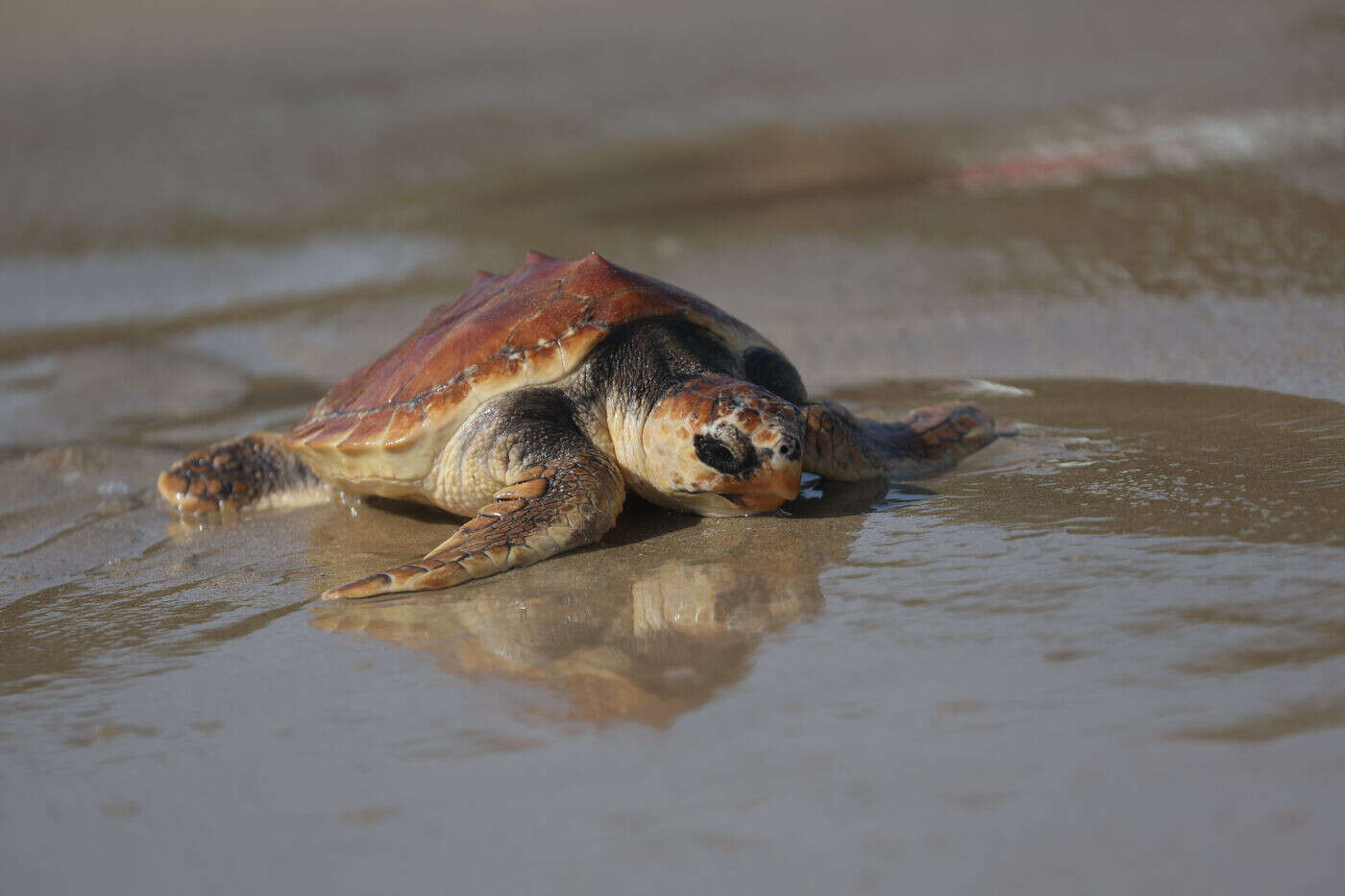 70 kg de viande de tortue saisis… Un homme interpellé « en flagrant délit de braconnage » à Mayotte