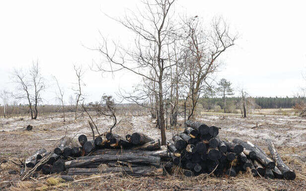 La crainte du retour des feux : au cœur du « champ de bataille » des forêts girondines 