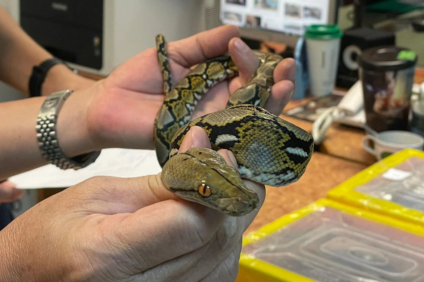 Le passager d’un avion arrêté à l’aéroport de Bombay avec seize serpents dans ses valises