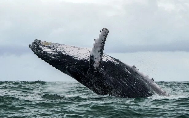 Un Américain avalé et recraché par une baleine ? «En théorie, c’est possible»