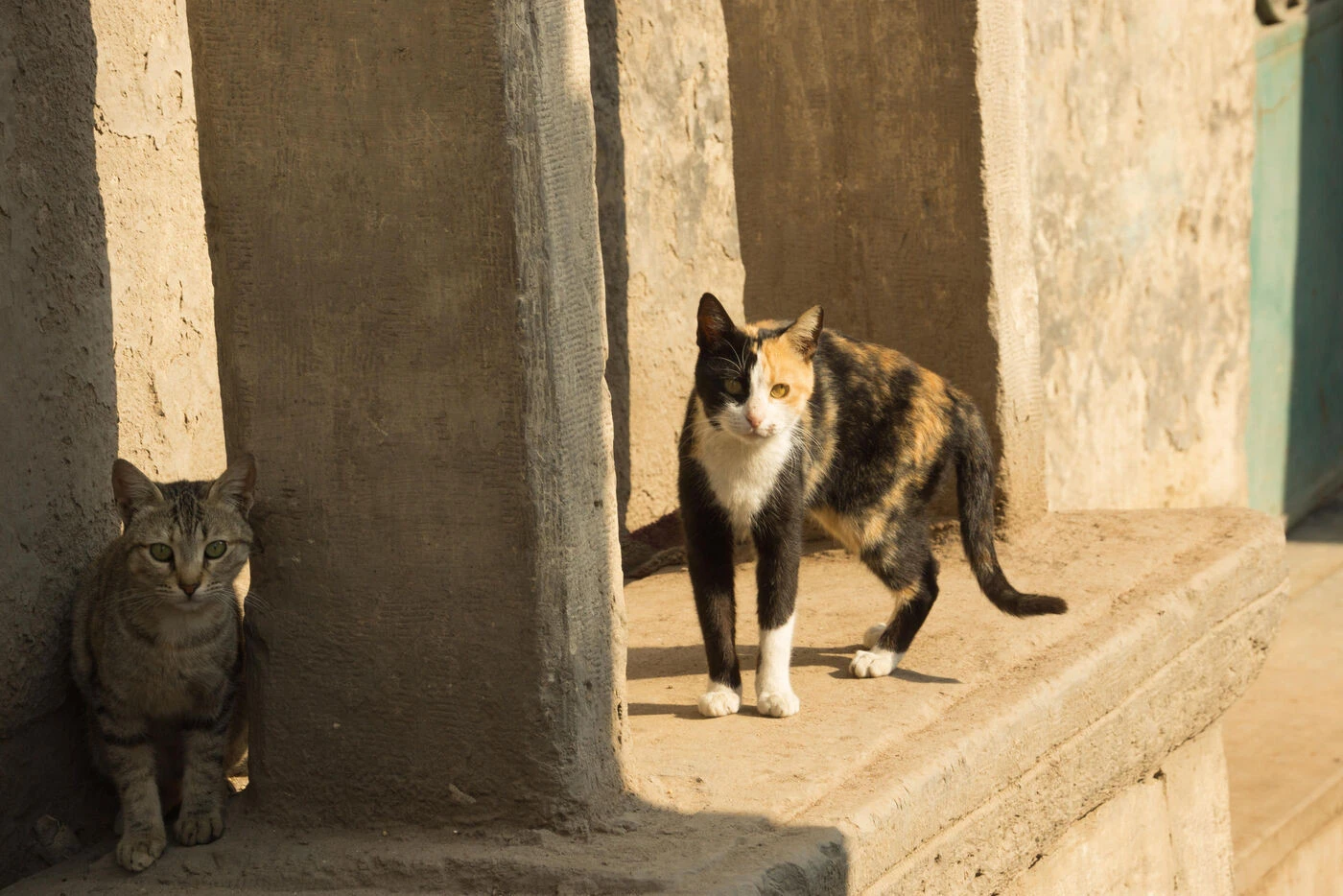 « C’est complètement mensonger » : la brigade verte du Haut-Rhin accusée à tort d’exterminer des chats errants